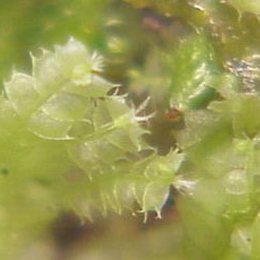 Lophocolea Bidentata Rivularis