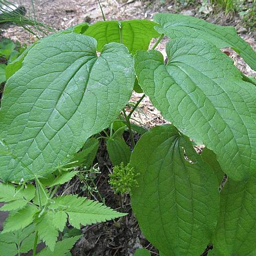 Upright Carrionflower