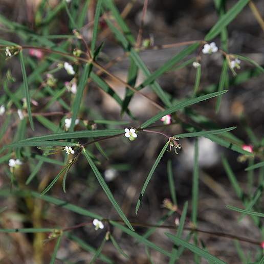 Chiricahua Mountain Sandmat
