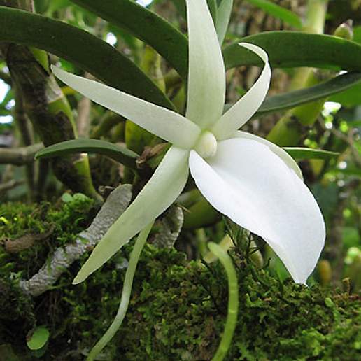 Angraecum Orchid