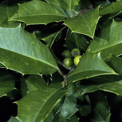 American Holly