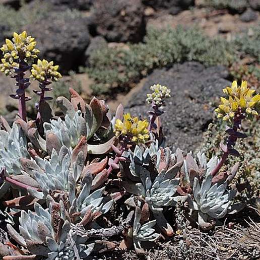 Greene's Liveforever