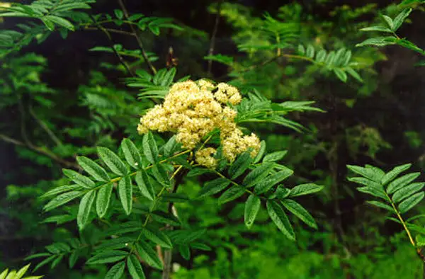 Cascade Mountain Ash