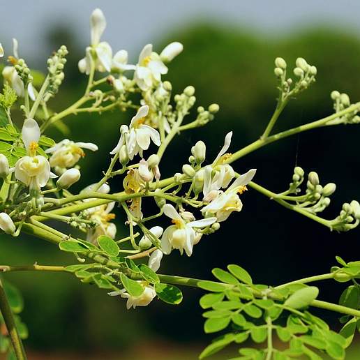 Moringa Tree