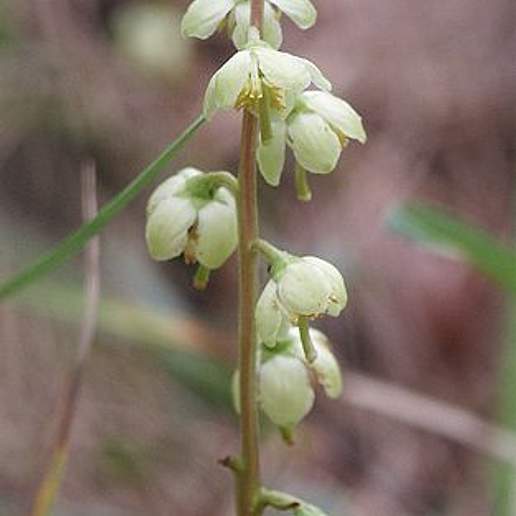 Greenflowered Wintergreen