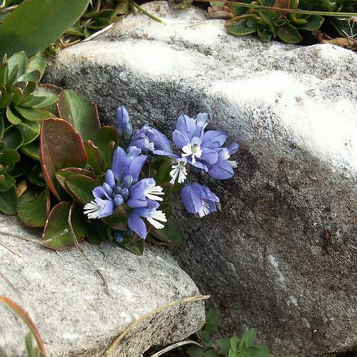 Chalk Milkwort