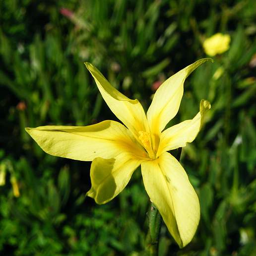 Cape Tulip
