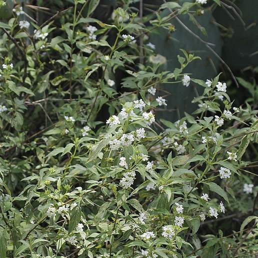 Brushland Shrubverbena