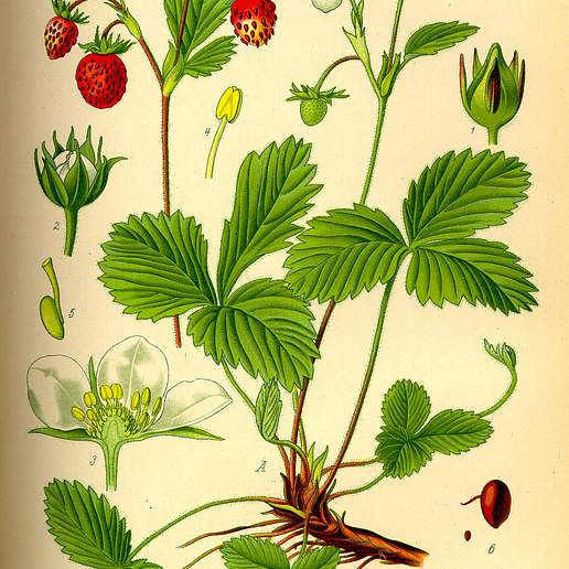 Woodland Strawberry