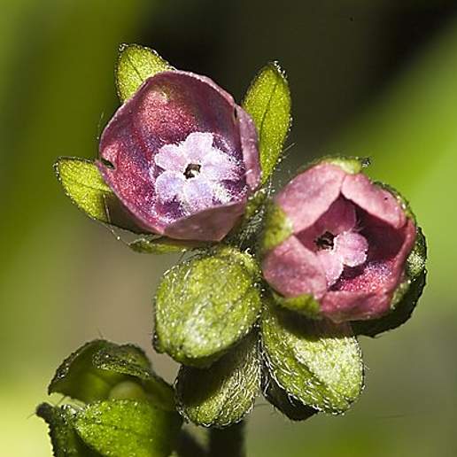 Green Hound's Tongue