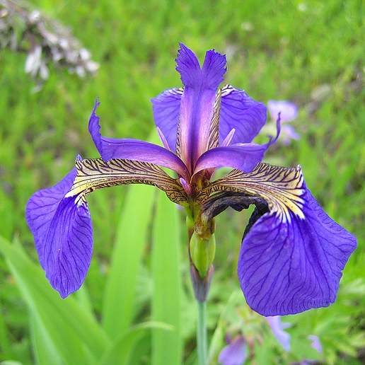 Arctic Iris
