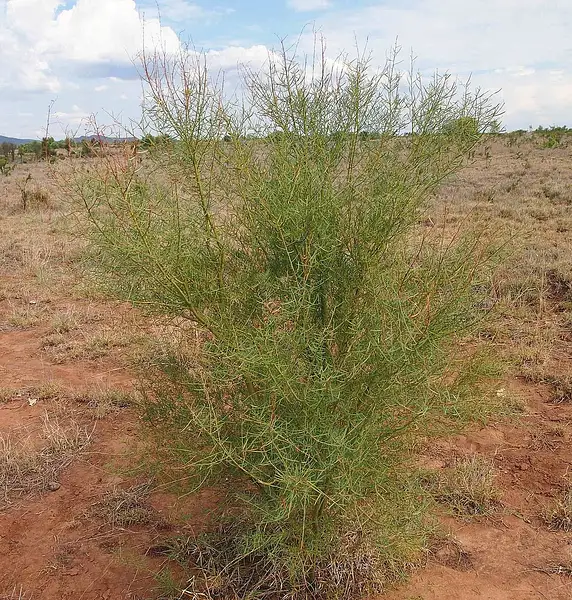 Bramble Wattle