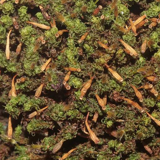 Crisped Pincushion Moss