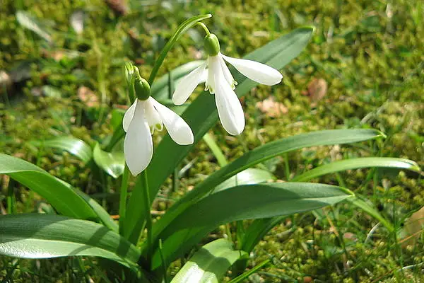 Green Leaved Snowdrop