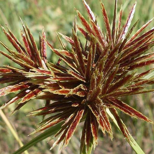 Clustered Flat Sedge