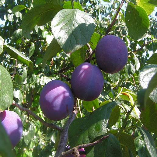 European Plum