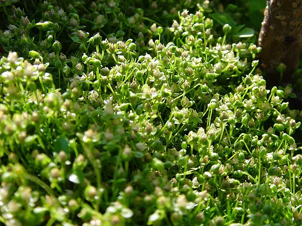 Bird Eye Pearlwort