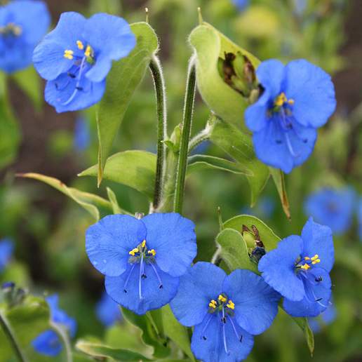 Commelina