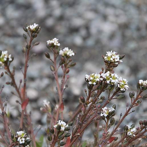 Greenland Scurvygrass