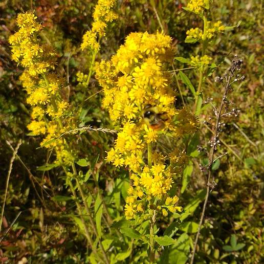 Short Pubescent Goldenrod
