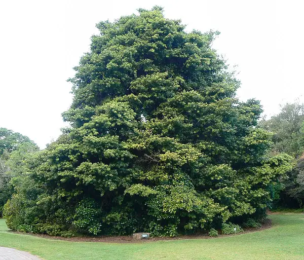 Broad Leaved Yellowwood