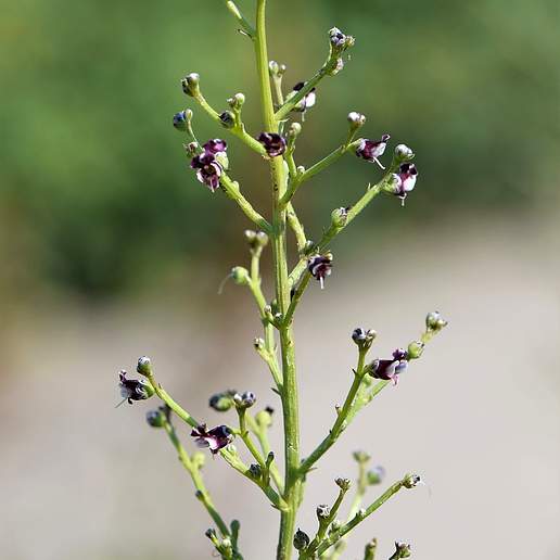 French Figwort