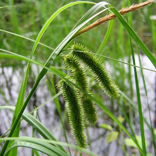 Cyperus Sedge