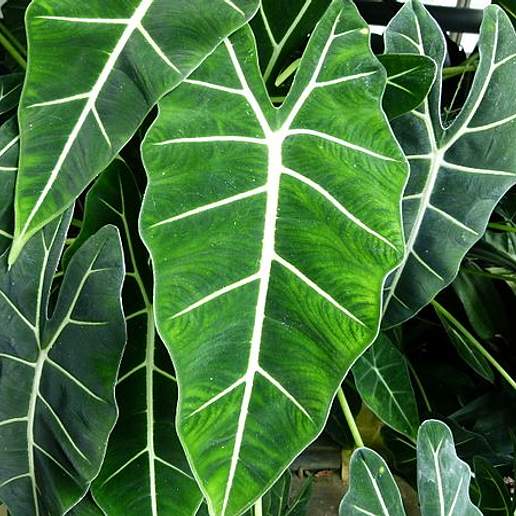 Green Velvet Alocasia