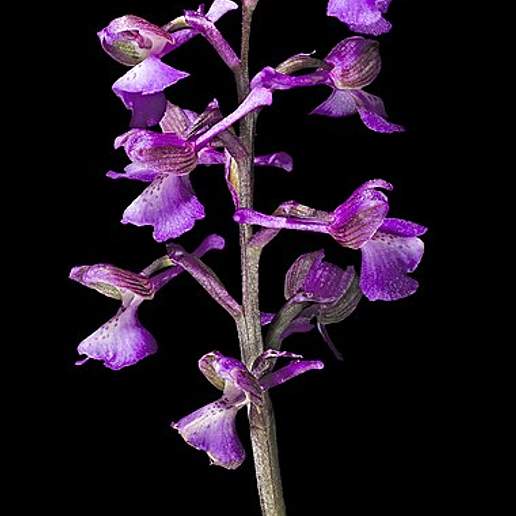 Green Winged Orchid