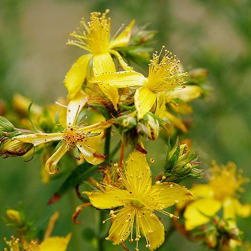Saint John's Wort
