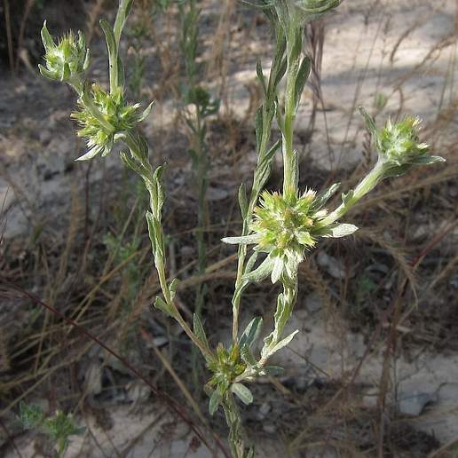 Broad Leaved Cudweed