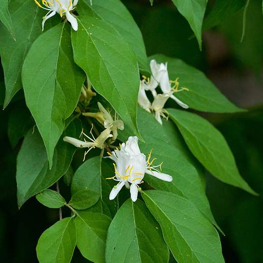 Amur Honeysuckle
