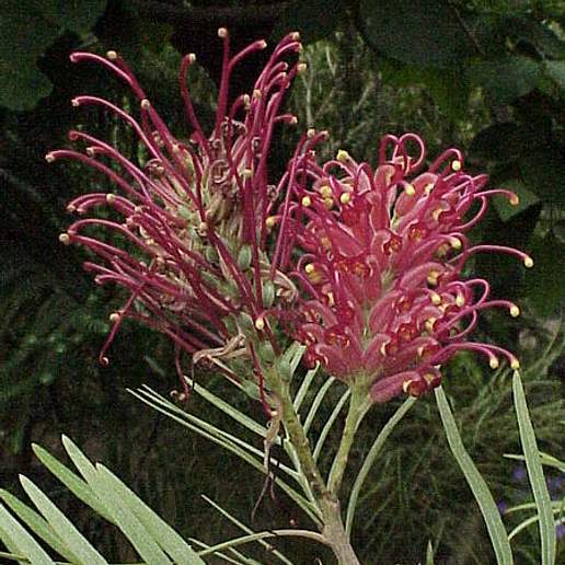 Banks's Grevillea