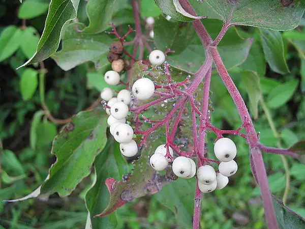Grey Dogwood