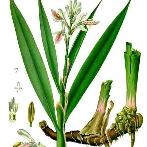 Lesser Galangal