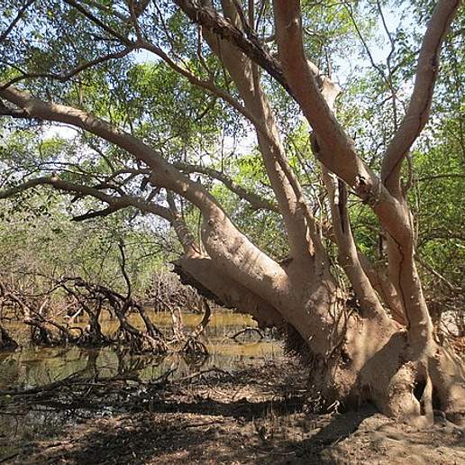 Grey Mangrove