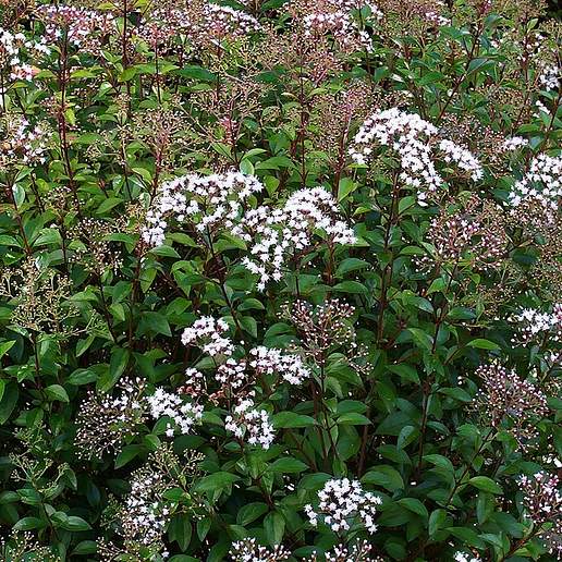 Privet Leaved Ageratina