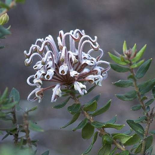 Grevillea Collina