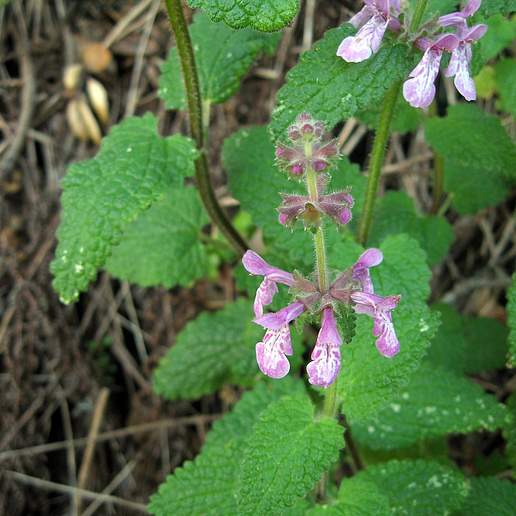 California Hedgenettle