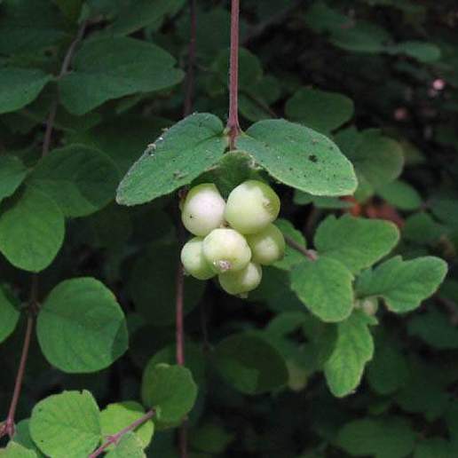 Creeping Snowberry