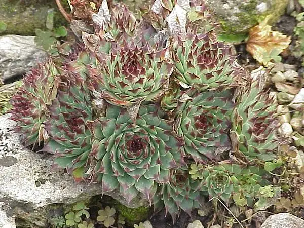 Limestone Houseleek