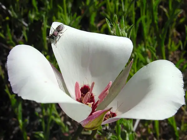Catalina Mariposa Lily