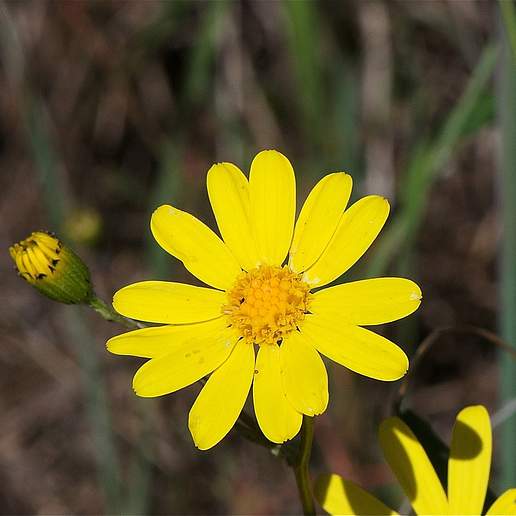 California Ragwort