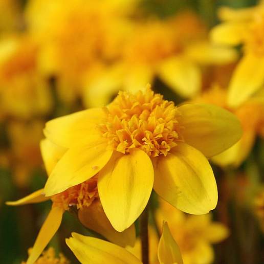 California Goldfields