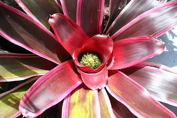 Neoregelia 'Fireball'