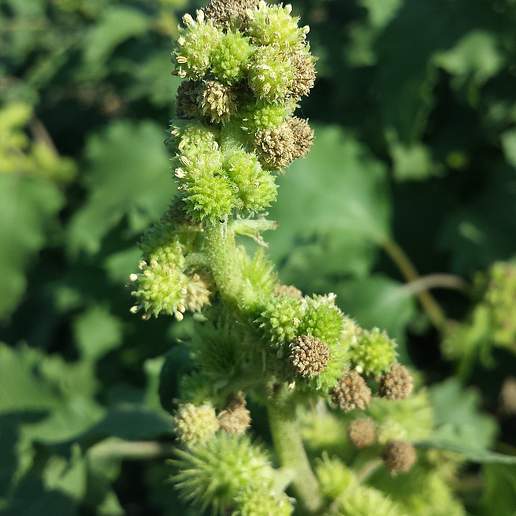 Rough Cockleburr