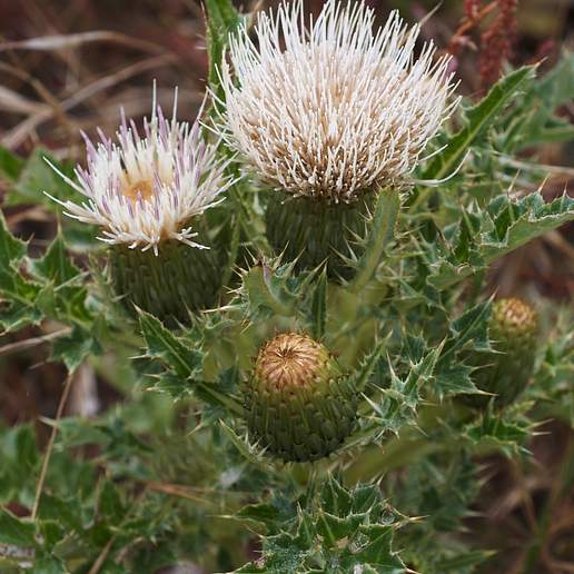 Brownie Thistle