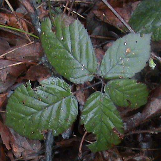 Himalayan Blackberry