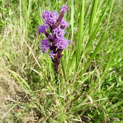 Gulf Coast Gayfeather