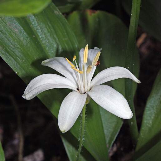 Single Flowered Clintonia